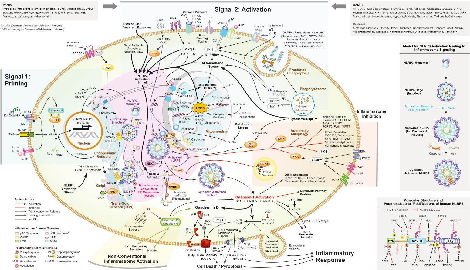 NLRP3 Inflammasomes Signaling