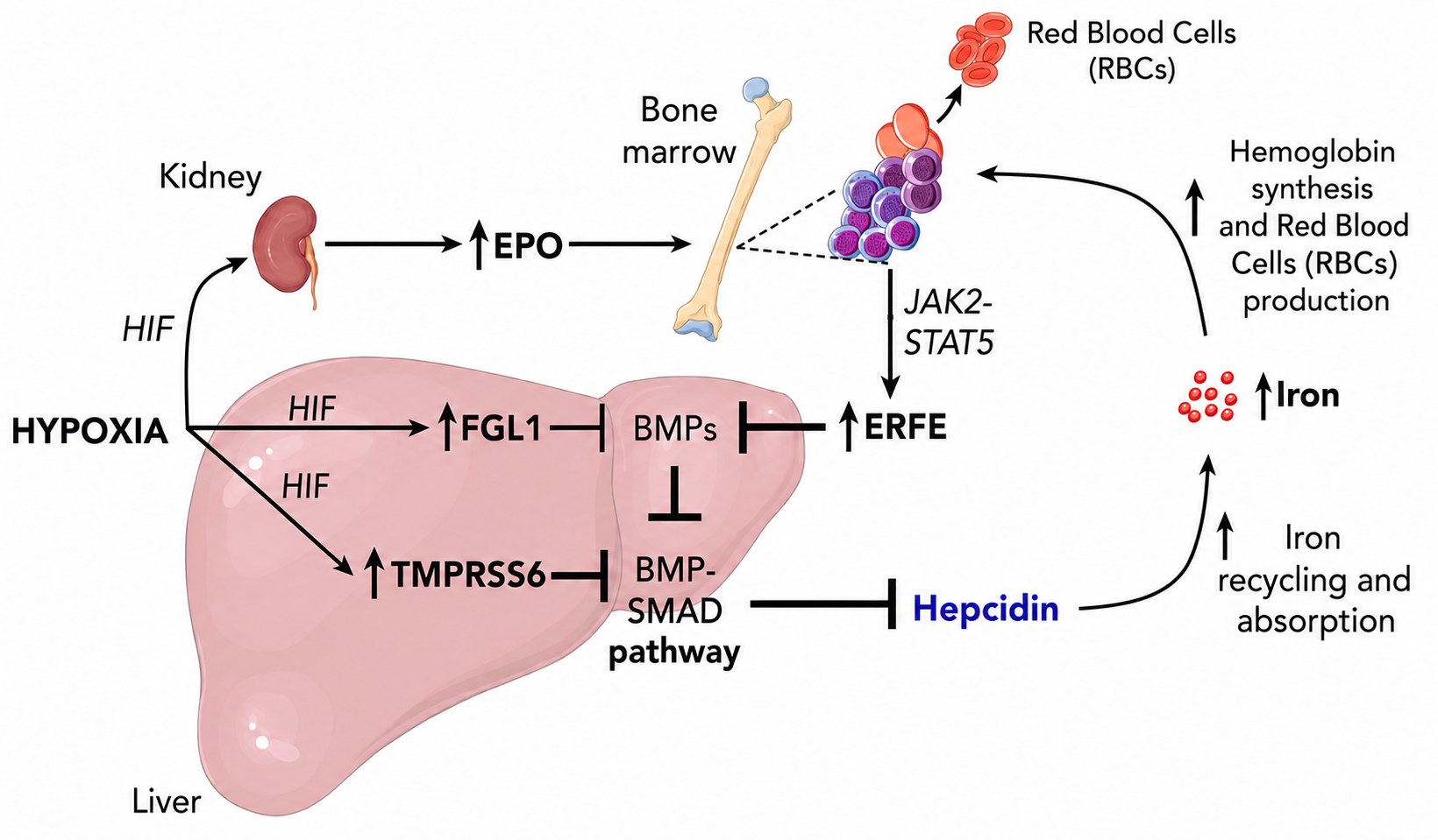 Figure_1_Iron_Signaling_Pathways_-_Hypoxia.png