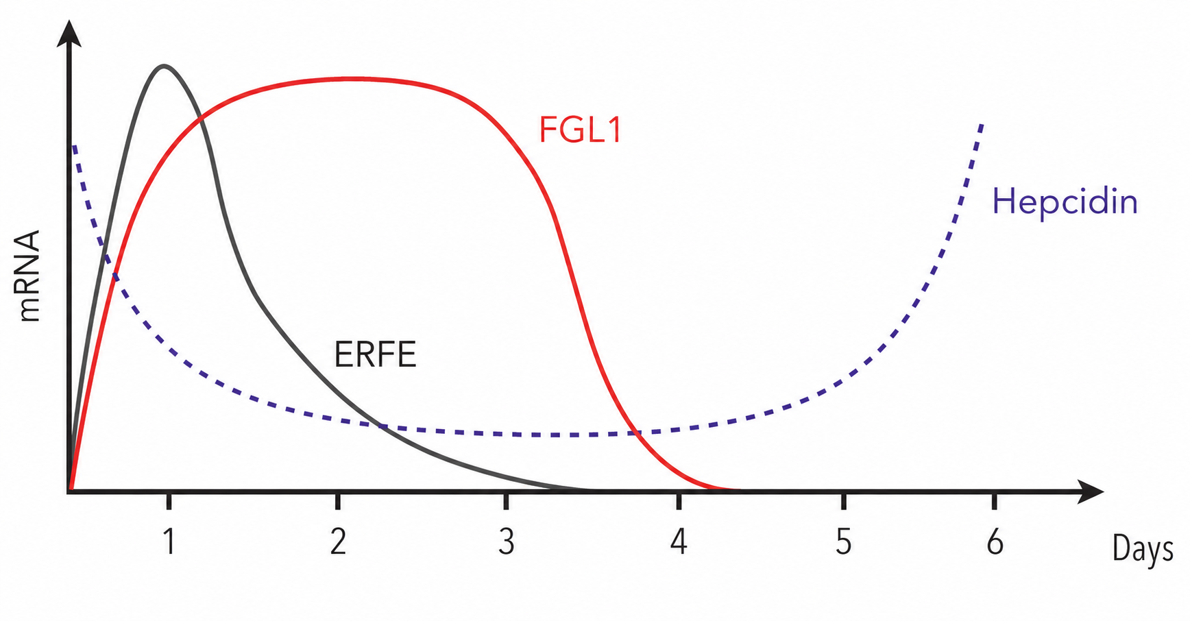 Figure_2_Kinetics_Iron_Regulation.png