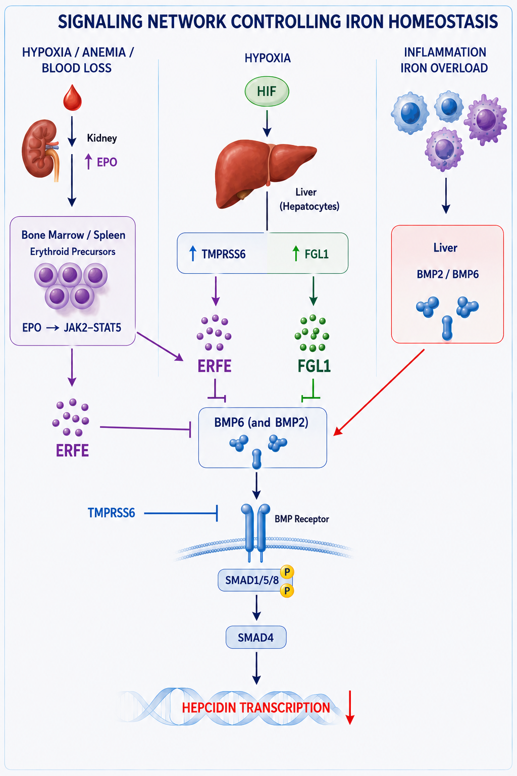 LAG-3 and FGL-1 Iron_Homeostasis_Signaling_Network_2026.png