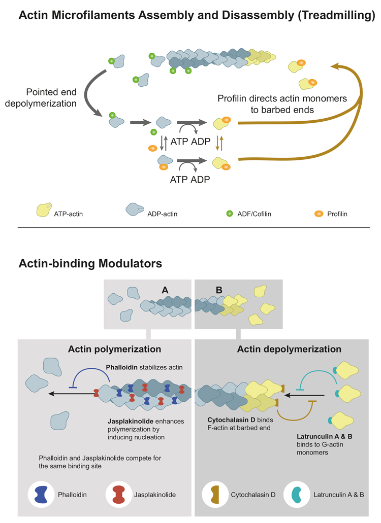 Actin Microfilaments