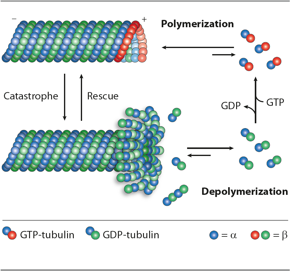 Microtubules