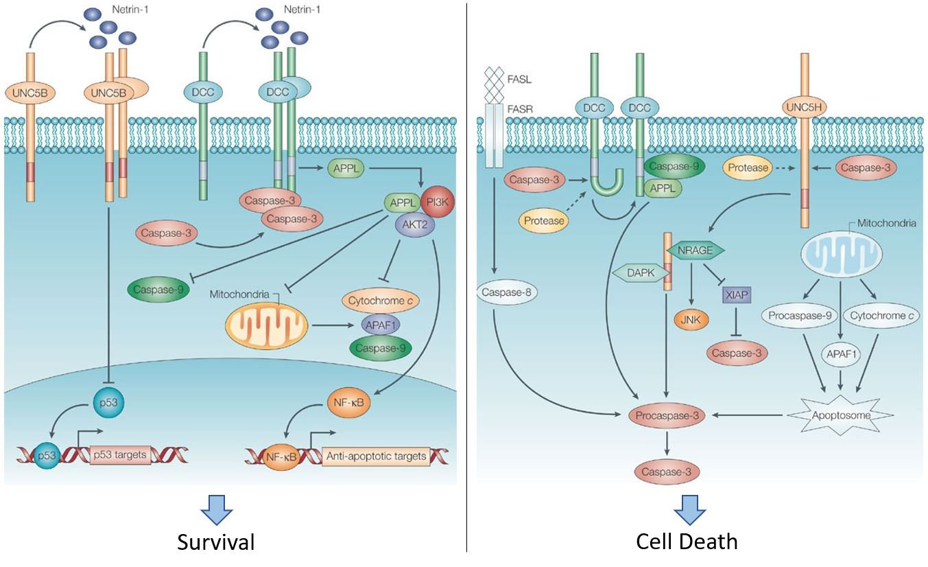 Netrin-1 Dependence Receptor Signaling Pathway