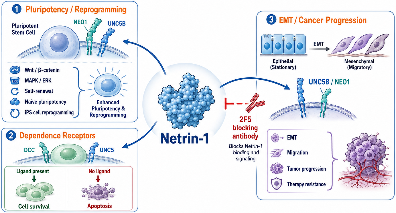 Netrin-1_Signaling_Pathways-short.png