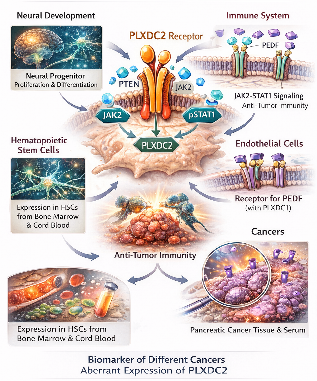 FNDC Sequences PLXDC2_Overview.png