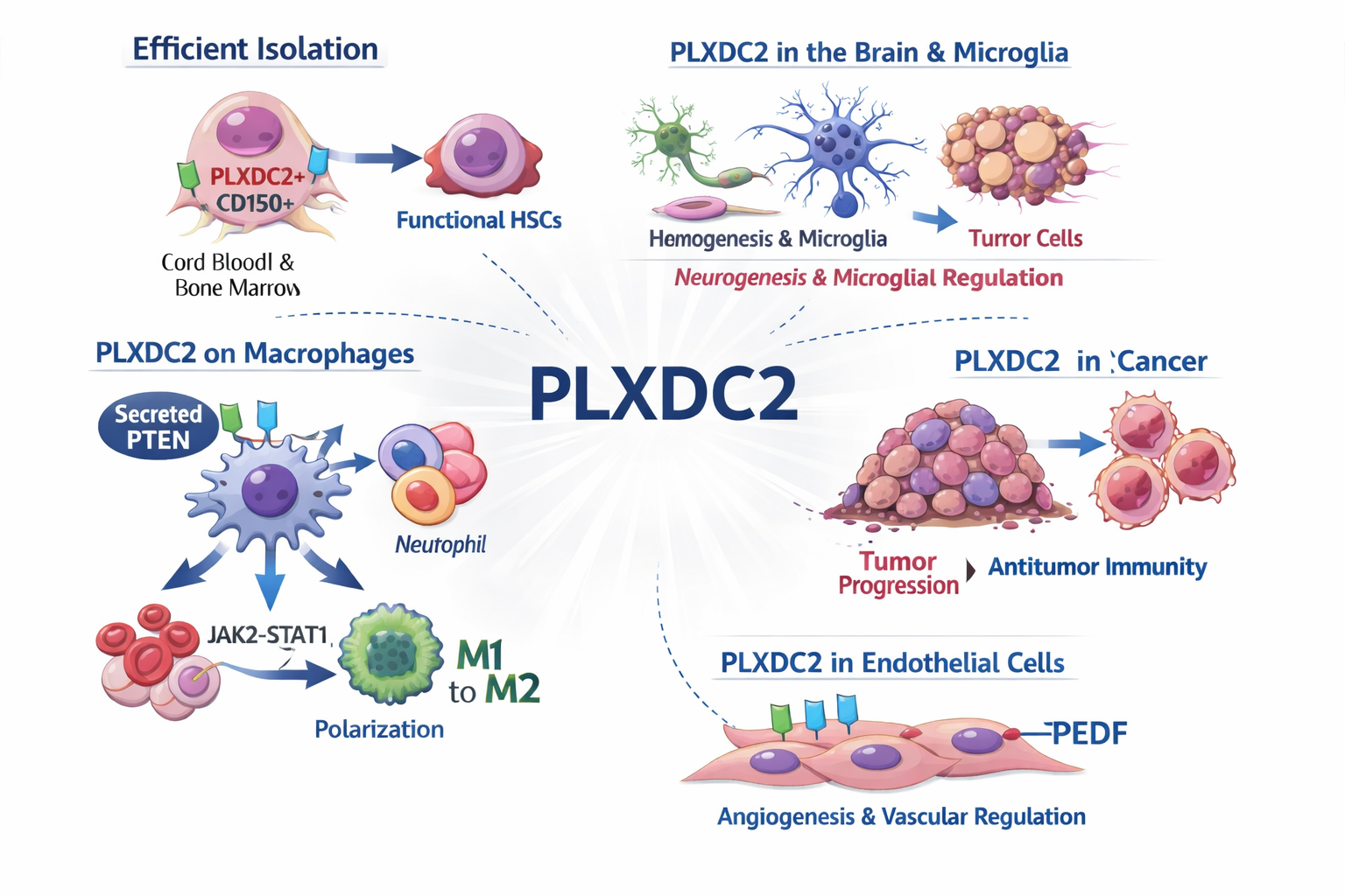FNDC Sequences PLXDC2_Signaling_2026.png