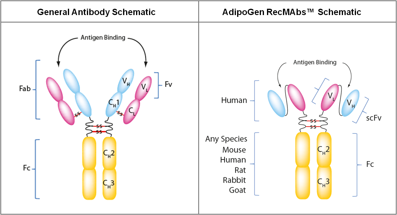 Antibody Schematics