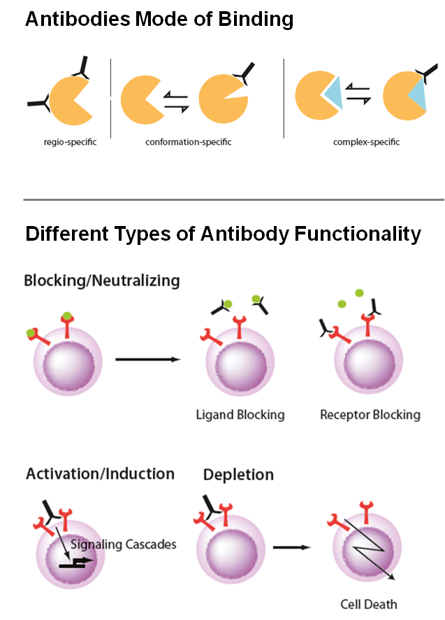 Binding and Functionality