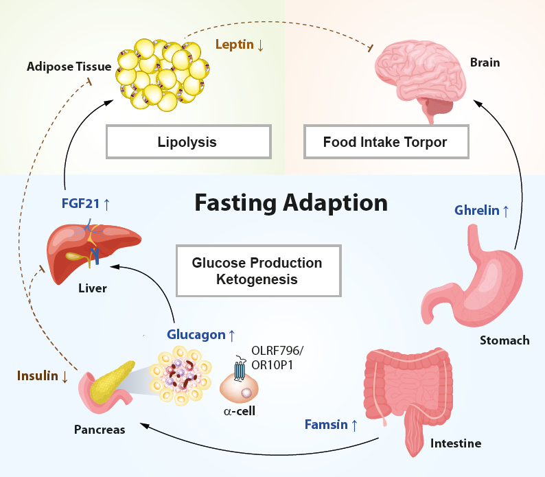 Fasting_Adaption_Signaling.png