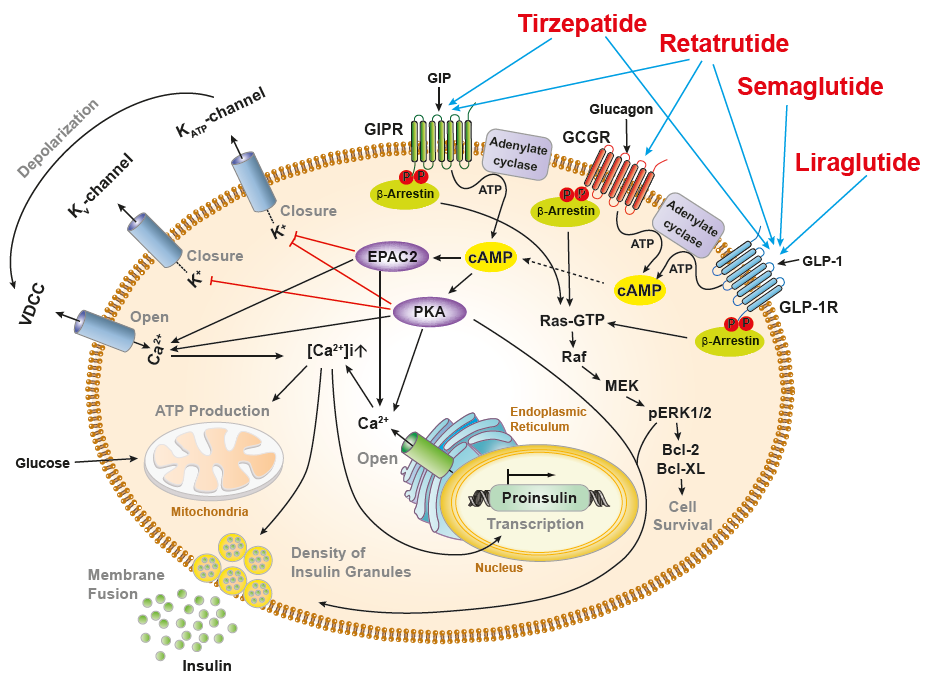 GLP1_Signaling.png