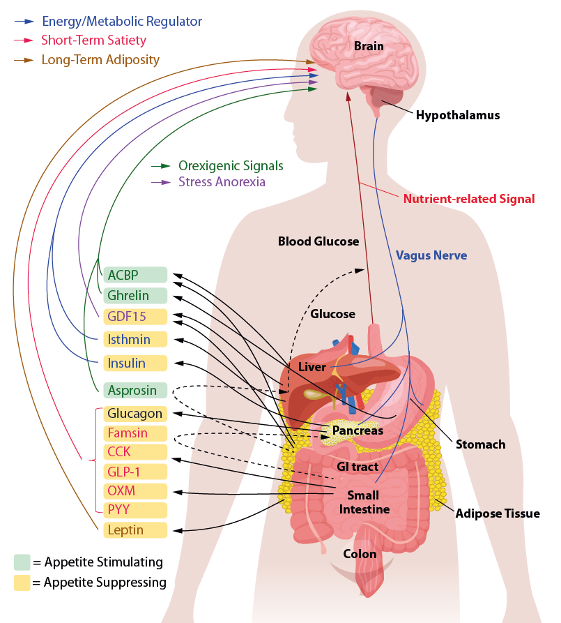 Satiety_Signaling.png