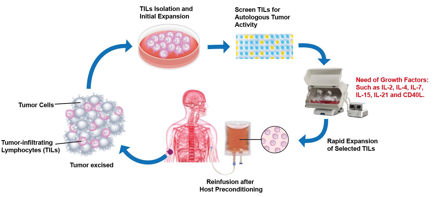 Cell Therapy Workflow