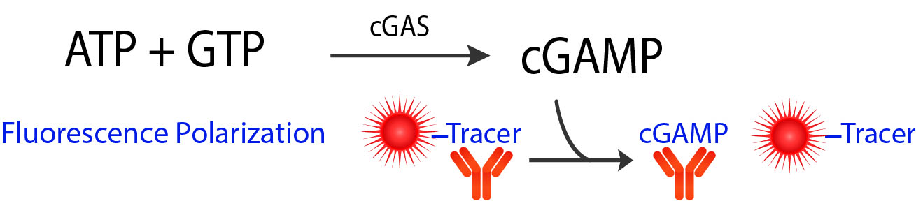 Transcreener® cGAMP cGAS FP Assay