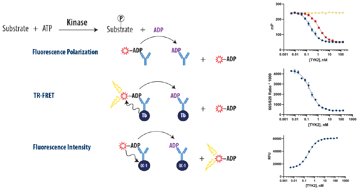 Transcreener Assays