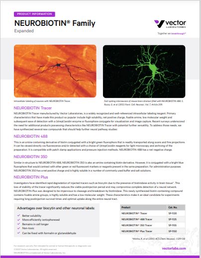 Neurobiotin