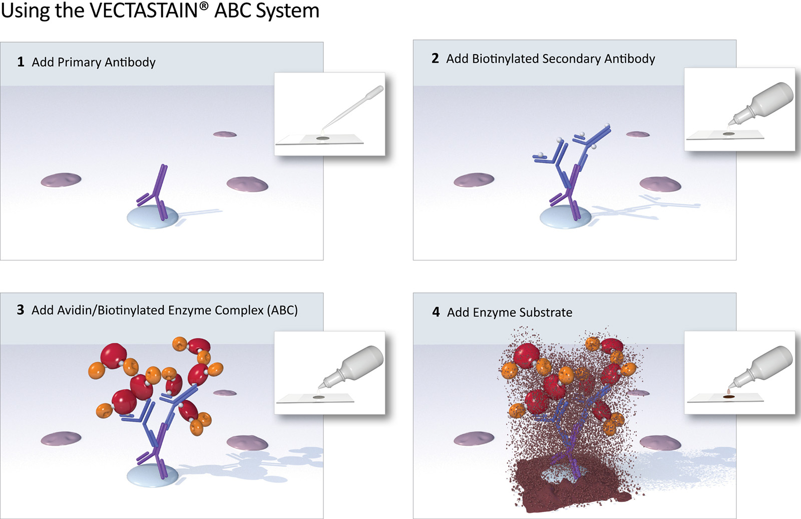 VectaStain