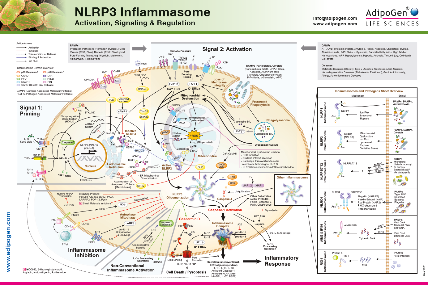 NLRP3 Inflammasome Wallchart 2017