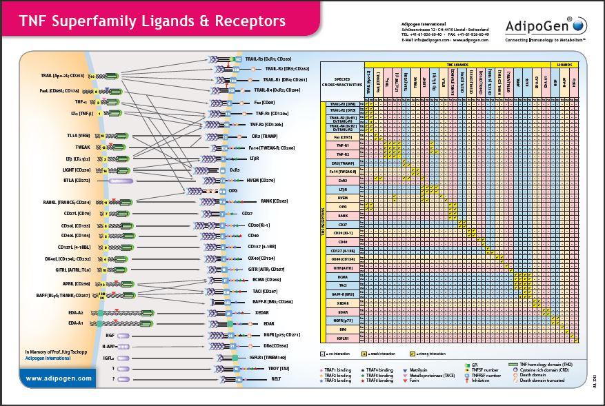TNF Superfamily Ligands and Receptors Wallchart 2013