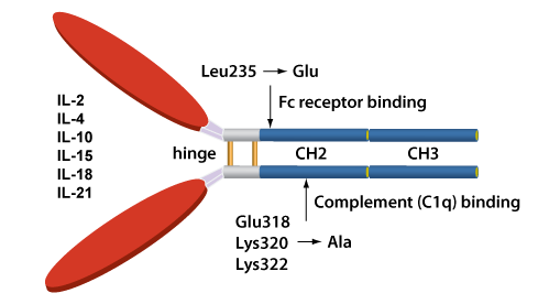 Structure of Fusion Proteins