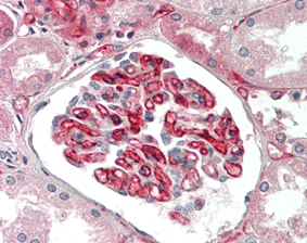 Immunohistochemical staining of adiponectin using anti-Adiponectin (human), mAb (HADI 773) (Prod. No. AG-20A-0001) in formalin-fixed and paraffin-embedded (FFPE) human kidney tissue (10?g/ml).