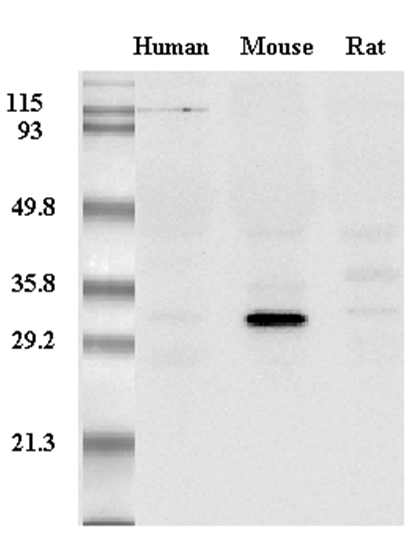 Western Blot analysis of adiponectin in mouse, human and rat plasma using anti-Adiponectin (mouse), mAb (MADI 1147) (Prod. No. AG-20A-0003) at 0.2?g/ml.