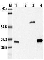 Western blot analysis using anti-Adiponectin (mouse), mAb (MADI 04) (Prod. No. AG-20A-0005) at 1:5'000 dilution. 1: Mouse serum. 2: Human serum. 3: Mouse adiponectin Fc-fusion protein. 4: Recombinant mouse adiponectin (His-tagged).