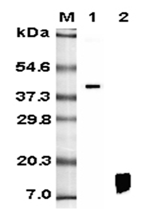 Western blot analysis using anti-RELM-beta (human), mAb (HRB 149) (Prod. No. AG-20A-0012) at 1:5'000 dilution.1: Human RELM-beta Fc-fusion protein.2: Recombinant human RELM-beta protein.