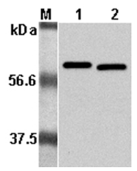Western Blot analysis using anti-Listeria monocytogenes, mAb (P6017) (Prod. No. AG-20A-0023) at 1:5000 dilution.1: Recombinant L. monocytogenes p60. 2: Culture media of L. monocytogenes.