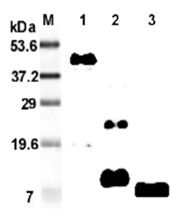 Western blot analysis using anti-RELM-beta (mouse), mAb (MRB 46L) (Prod. No. AG-20A-0026) at 1:2'000 dilution.1: Mouse RELM-beta Fc-fusion protein.2: Recombinant mouse RELM-beta protein.3: RELM-beta isolated from mouse stool.
