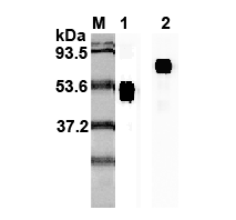 Western blot analysis using anti-IL-23p19 (human), mAb (I 178G) (Prod. No. AG-20A-0027) at 1:2'000 dilution.1: Human IL-23p19 Fc-fusion protein.2: Recombinant human single chain IL-23 (FLAG?-tagged).