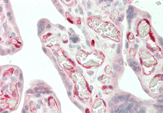 Immunohistochemical staining of IDO using anti-IDO (human), mAb (ID 177) (Prod. No. AG-20A-0035) in human placenta tissue (10microg/ml). This antibody has been tested in immunohistochemistry, analyzed by an anatomic pathologist and validated for u