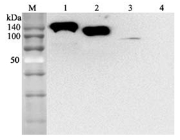 Western blot analysis using anti-ACE2 (human), mAb (AC384) (Prod. No. AG-20A-0037) at 1:2'000 dilution.1: Human ACE2 Fc-fusion protein.2: Human ACE2 (Ecto domain) (FLAG?-tagged). 3: HepG2 cell lysate.4: Other Fc-fusion (