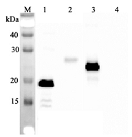 Western blot analysis using anti-IL-33 (human), mAb (IL33026B) (Prod. No. AG-20A-0043) at 1:2'000 dilution. 1: Human IL-33 (His-tagged). 2: Human IL-33 (FLAG?-tagged). 3: Mouse IL-33 (FLAG?-tagged). 4: Other p