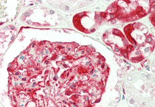 Immunohistochemical staining of Ribosomal Protein S3 using anti-Ribosomal Protein S3 (human), mAb (RP159-1) (Prod. No. AG-20A-0048) in human kidney tissue (5microg/ml). This antibody has been tested in immunohistochemistry, analyzed by an anatomic