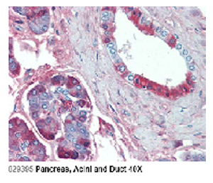 Immunohistochemical staining of JAG1 using anti-Jagged-1 (human), mAb (J1G53-3) (Prod. No. AG-20A-0049) in Pancreas, Acini and Duct (2.5 microg/ml).This antibody has been tested in immunohistochemistry, analyzed by an anatomic pathologist and validat