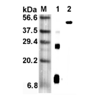 Western blot analysis using anti-RELM-alpha (mouse), mAb (MREL 127) (Prod. No. AG-20A-0060) at 1:5'000 dilution.1: Mouse RELM-alpha (His-tagged).2: Mouse RELM-alpha Fc-protein.