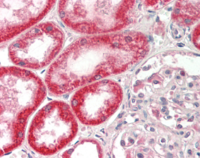 Immunohistochemical staining of FGF-19 using anti-FGF-19 (human), mAb (FG98-6) (Prod. No. AG-20A-0065) in formalin-fixed and paraffin-embedded (FFPE) human kidney tissue (15microg/ml).