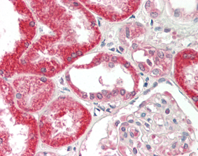 Immunohistochemical staining of FGF-19 using anti-FGF-19 (human), mAb (FG369-1) (Prod. No. AG-20A-0066) in formalin-fixed and paraffin-embedded (FFPE) human kidney tissue (15?g/ml).