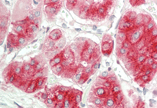 Immunohistochemical staining of DLK1 using anti-DLK1 (human), mAb (PF13-3) (Prod. No. AG-20A-0069) in human adrenal tissue (10microg/ml). This antibody has been tested in immunohistochemistry, analyzed by an anatomic pathologist and validated for
