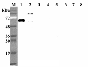 Western blot analysis using anti-DLL1 (human), mAb (D1L165-6) (Prod. No. AG-20A-0074) at 1:2'000 dilution.1: Human DLL1 (FLAG?-tagged).2: Human DLL1 Fc-protein.3: Human DLL3 Fc-protein.4: Human DLL4 Fc-protein.5: H