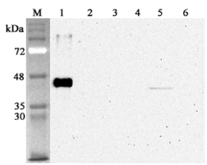 Western blot analysis using anti-Sirtuin 2 (human), mAb (S2R233-1) (Prod. No. AG-20A-0076) at 1:4'000 dilution.1: Human sirtuin 2 (His-tagged).2: Human sirtuin 1 (His-tagged).3: Human sirtuin 5 (His-tagged).4: Human sirtuin 6 (His-