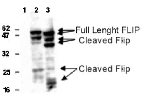 Detection of human and mouse FLIP in 293T cells transfected with a human (lane 2) or mouse FLIPL (lane 3) expression plasmid using anti-FLIP, mAb (Dave-2) (AG-20B-0005). Untransfected cells (lane 1). Top arrows indicate full length FLIP, lower