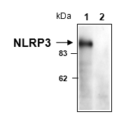 NLRP3 is detected in mouse macrophages using anti-NLRP3/NALP3 (mouse), mAb (Cryo-1) (Prod. No AG-20B-0006).
Cell extracts from mouse macrophages, WT (lane 1) or NLRP3 KO (lane 2), were separated by SDS-PAGE under reducing conditions, transferred to