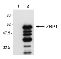 Western Blot analysis of mouse ZBP1 in L929 cells by using anti-ZBP1, mAb (Zippy-1) (Prod. No. AG-20B-0010).
Cell extracts from L929 cell either unstimulated (lane 1) or stimulated for 24h with poly(dA.dT) poly(dT.dA) at 3?g/ml (lane 2) were reso