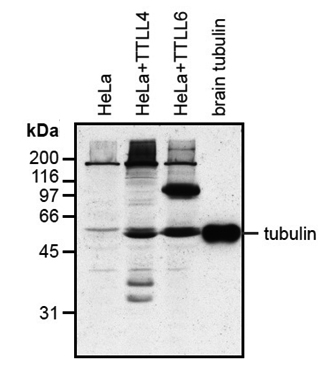 Western blot analysis of protein glutamylation with MAb to polyglutamylation modification (GT335) (Prod. No. AG-20B-0020).
Method: HeLa cells grown in standard culture conditions are lysed in SDS sample buffer and run on 10% SDS-PAGE. The pro
