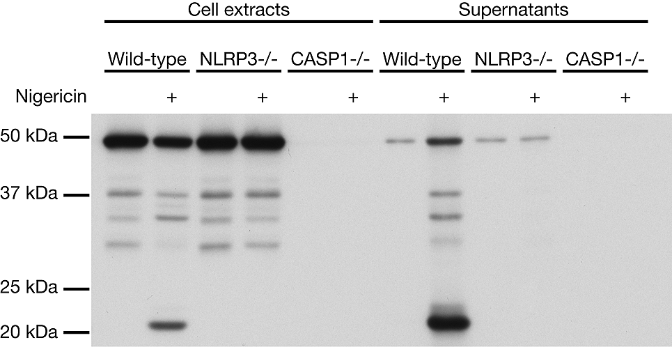 Mouse caspase-1 (p20) is detected by immunoblotting using anti-Caspase-1 (p20) (mouse), mAb (Casper-1) (Prod. No. AG-20B-0042). Method: Caspase-1 was analyzed by Western blot in cell extracts and supernatants of differentiated bone marrow