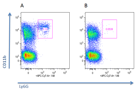 Mouse neutrophils are depleted in vivo by anti-Neutrophils (mouse), mAb (blocking) (Nimp-R14) (AG-20B-0043).  Method: Mice were injected) i.p. with 250?g of anti-Neutrophils (mouse), mAb (blocking) (Nimp-R14) (B) or with Control mAb (A