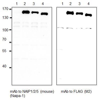 Overexpressed mouse NAIP1, 2 and 3 are detected by immunoblotting using anti-NAIP1/2/5 (mouse), mAb (Naipa-1) (Prod. No. AG-20B-0045). Method: Cell extracts from HEK293T either transfected with a plasmid coding for mouse Flag-NAIP1, 2 or 3 (lanes 2