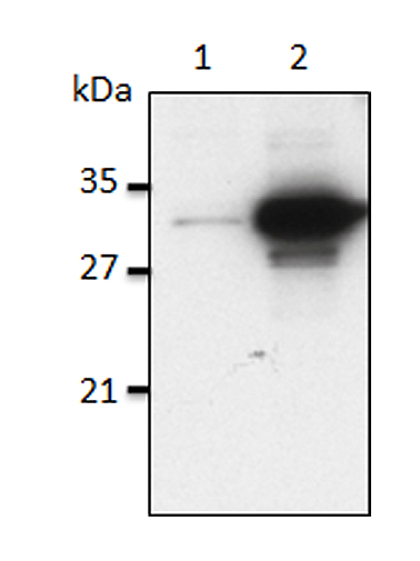 Mouse IL-1alpha is detected by immunoblotting using anti-IL-1alpha (mouse), mAb (Bamboo-1) (Prod. No. AG-20B-0050). Method: IL-1alpha was analyzed by Western blot in cell extracts of differentiated bone marrow-derived dendritic cells (B