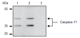 Caspase-11 is specifically detected in mouse extracts by anti-Caspase-4/11 (p20), mAb (Flamy-1) (AG-20B-0060). Method: Caspase-11 is analyzed by Western blot in mouse cell extracts of immortalized bone marrow-derived macrophages (iBMDM), which are